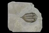 Dalmanites Trilobite Fossil - New York #147300-1